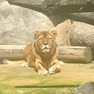 日本平動物園