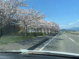 ドライブ　桜