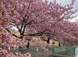 ドライブ　お花見、河津桜（美和桜並木）