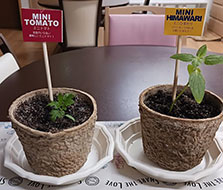 ヒマワリ・ミニトマト鉢植え栽培
